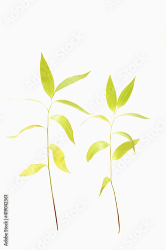 Green plant on white