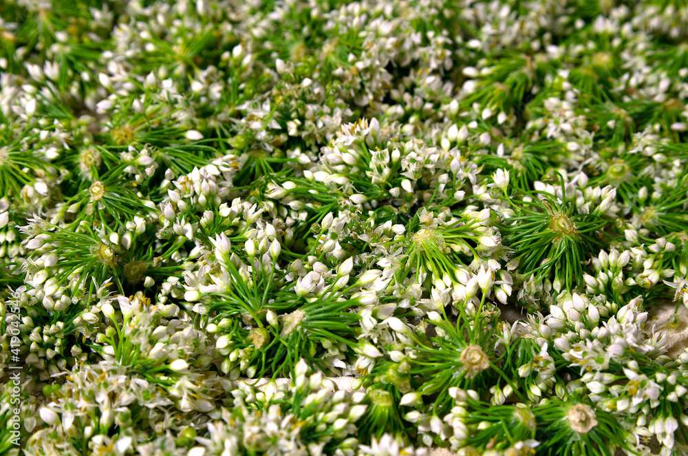 Leek flowers Leek flowers