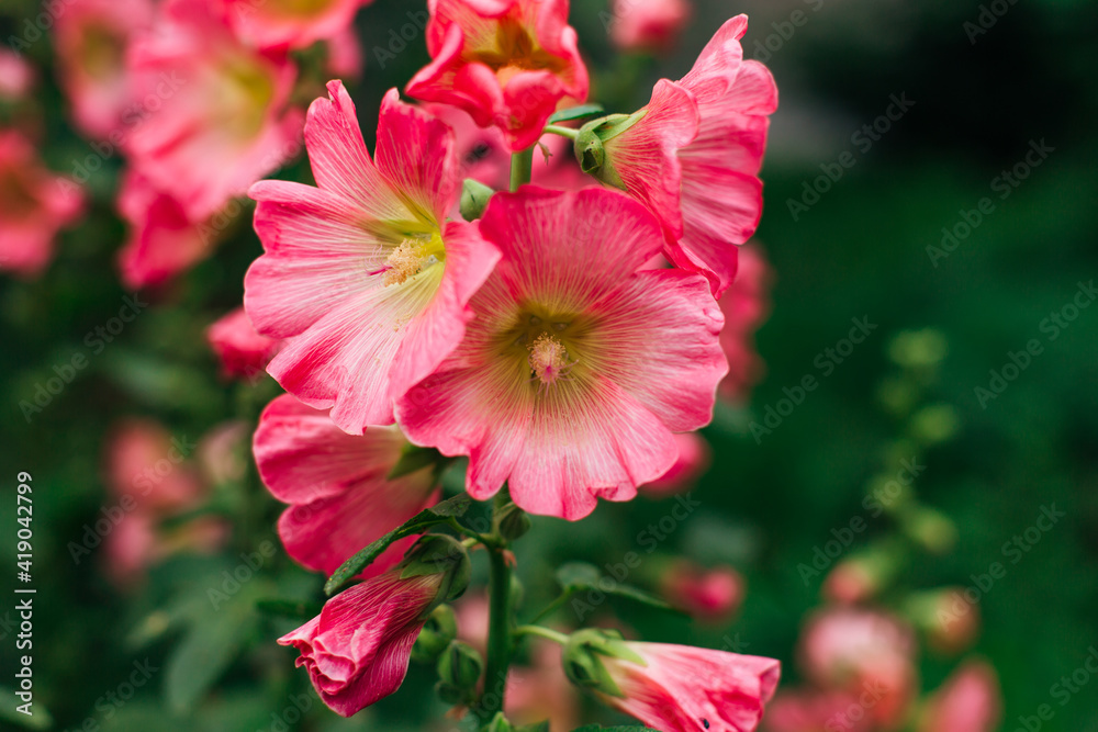 Pink mallow flowers in a green yard
