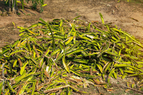 Dragon fruit garden is anthracnose during the rainy season in Thailand. photo