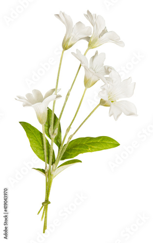 Fresh white flowers isolated on white. White wild flowers isolated on white