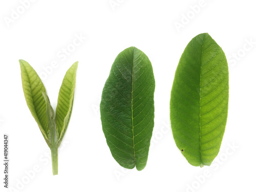 Wallpaper Mural green guava  leaves isolated on white background Torontodigital.ca