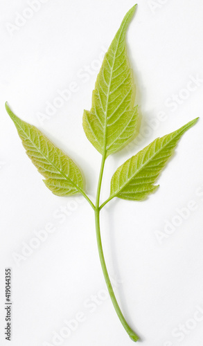 Young spring ash branch isolated on white. 