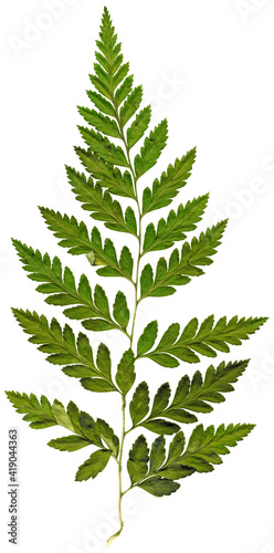 Green leaf of fern isolated on white background