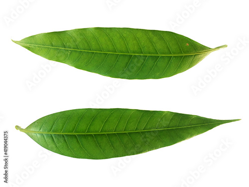 green mango leaf isolated on white