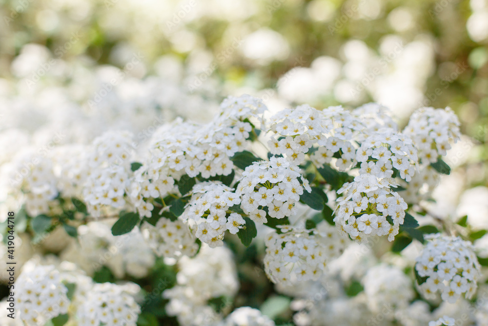 Blooming bush of spirea. Spring time. Spirea blossom Blooming bush of spirea. Spring time. Spirea blossom