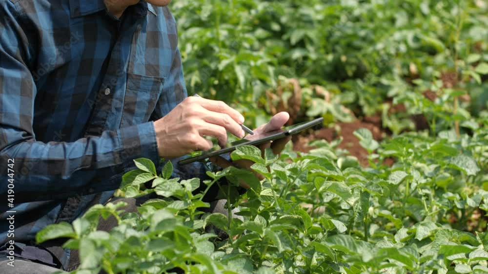 Asian man a farmer's watching the potato plant photos of potato leaves on the Harvest season Asian man a farmer's watching the potato plant photos of potato leaves on the Harvest season