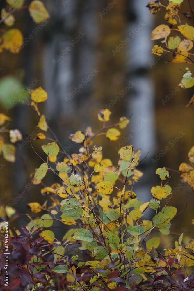 fall foliage fall foliage