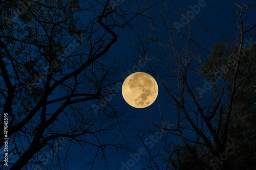 Full moon on sky with silhouette tree branch. 