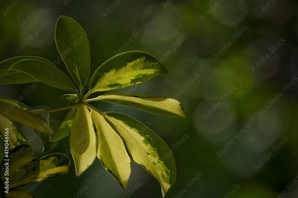 Obraz premium green leaves in the sun