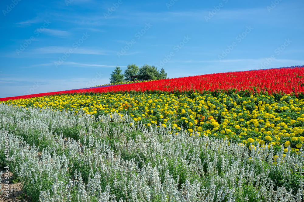 Fototapeta premium paisagens rurais de Hokkaido. 