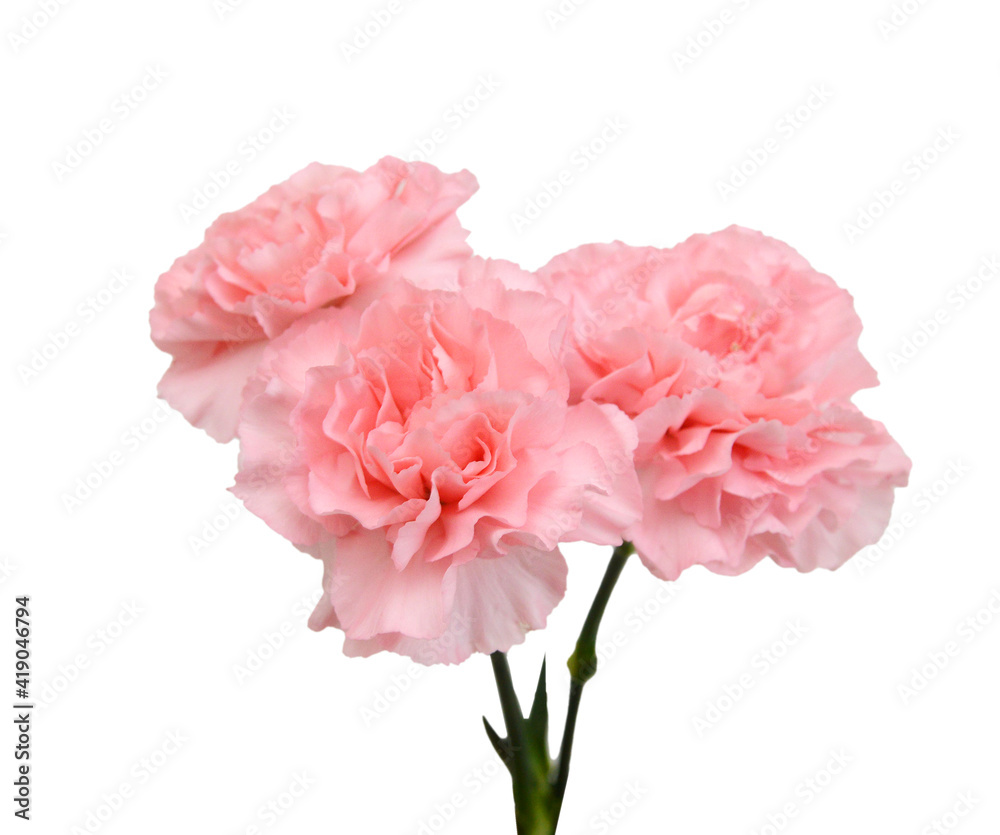 Stack Carnation flowers on white background Stack Carnation flowers on white background