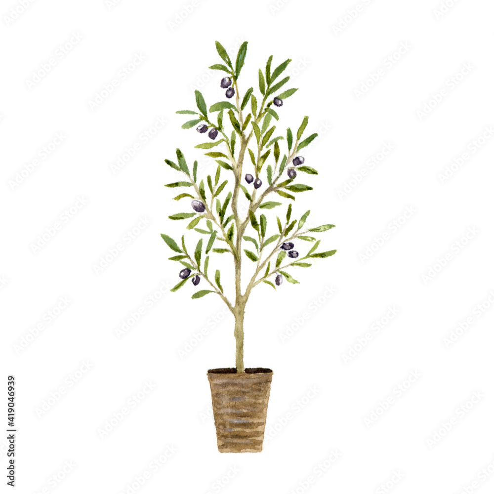 オリーブの木の水彩イラスト Stock Illustration Adobe Stock