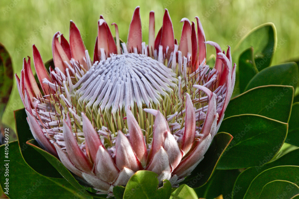 Wall Mural The king protea, national flower of South Africa
