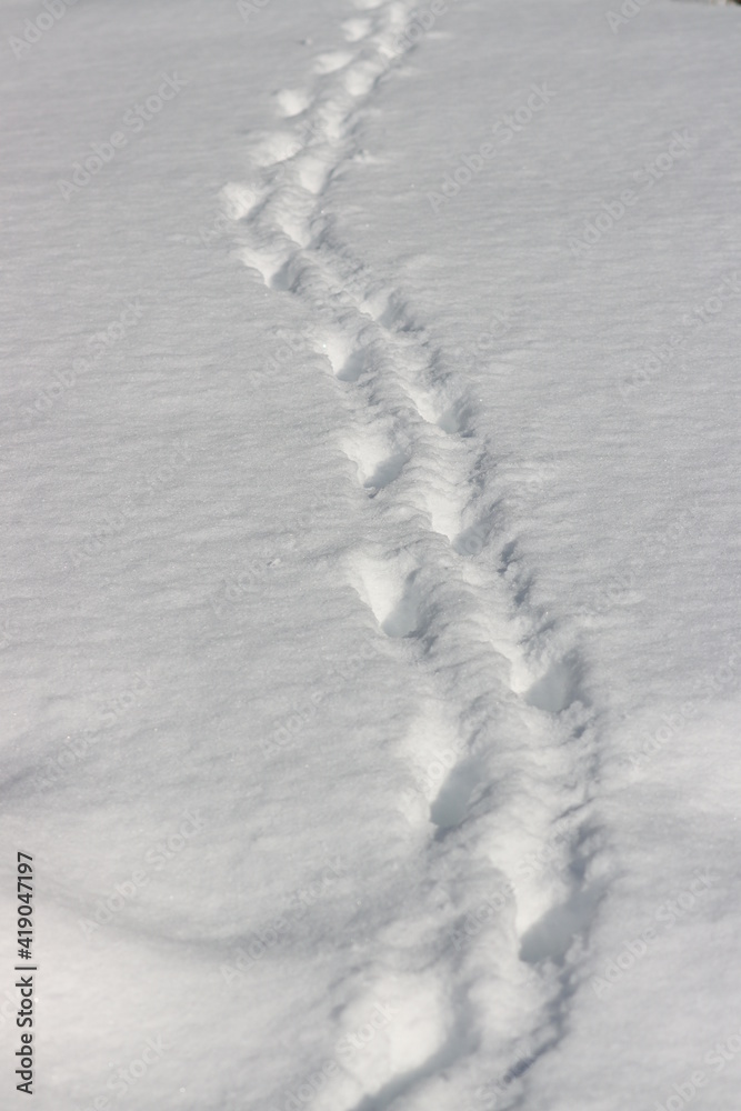 Animal tracks in snow Animal tracks in snow