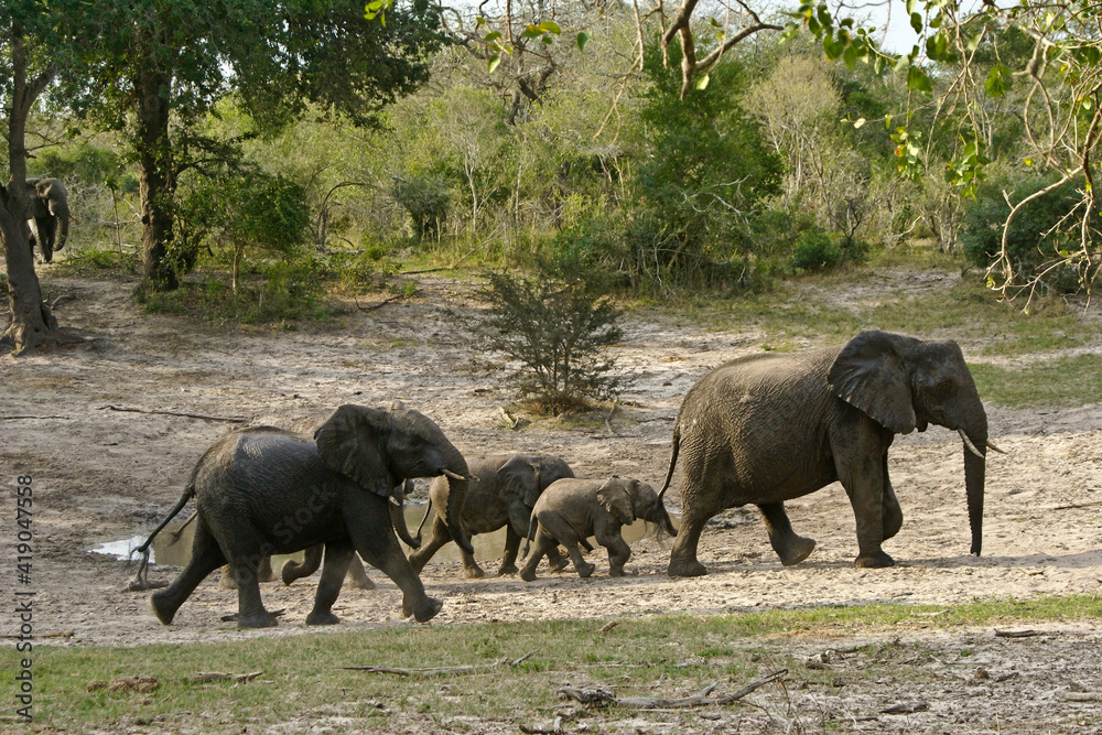 Wall Mural Herd of elephants at waterhole in Tembe National Elephant Park, Kwazulu-Natal, S