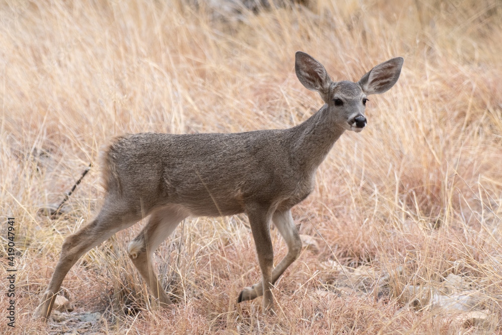 White-tailed Deer (Odocoileus virginianus) White-tailed Deer (Odocoileus virginianus)