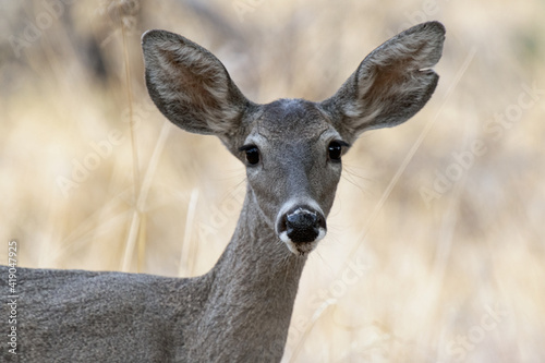 Fototapeta Naklejka Na Ścianę i Meble -  White-tailed Deer (Odocoileus virginianus)