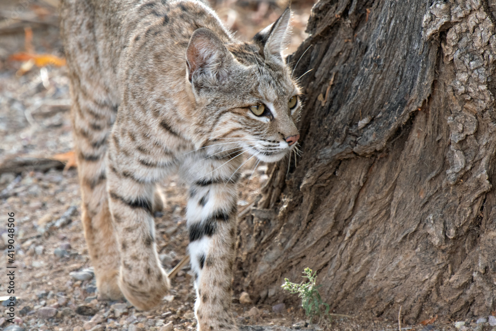 Bobcat (Lynx rufus) Bobcat (Lynx rufus)