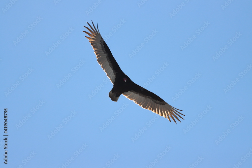 A turkey vulture soars in the blue sky A turkey vulture soars in the blue sky