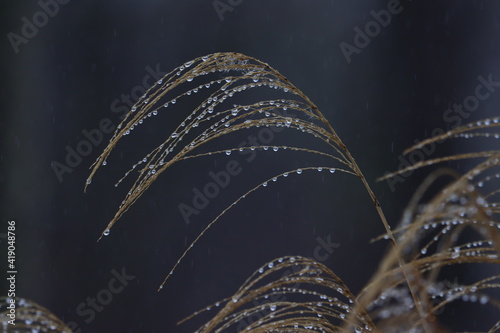Raindrops collecting on Chinese silver grass during a winter rain shower