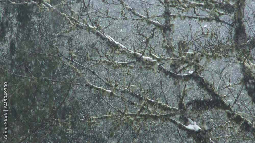 Winter scenic in old forest with snow floating down, camera zoom out to wide shot. Winter scenic in old forest with snow floating down, camera zoom out to wide shot.