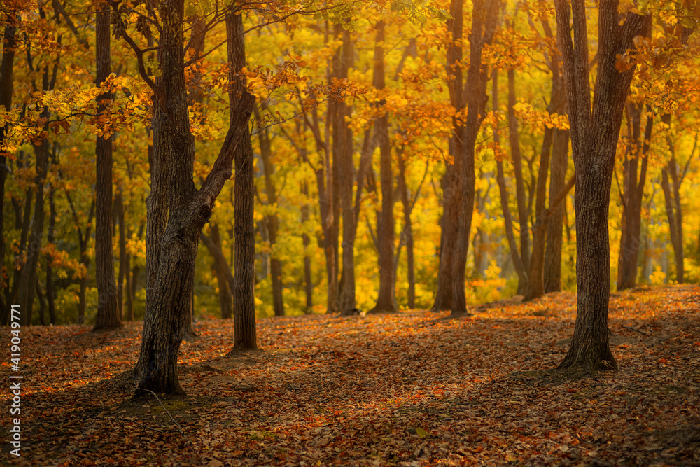 Beautiful autumn landscape with fallen dry leaves