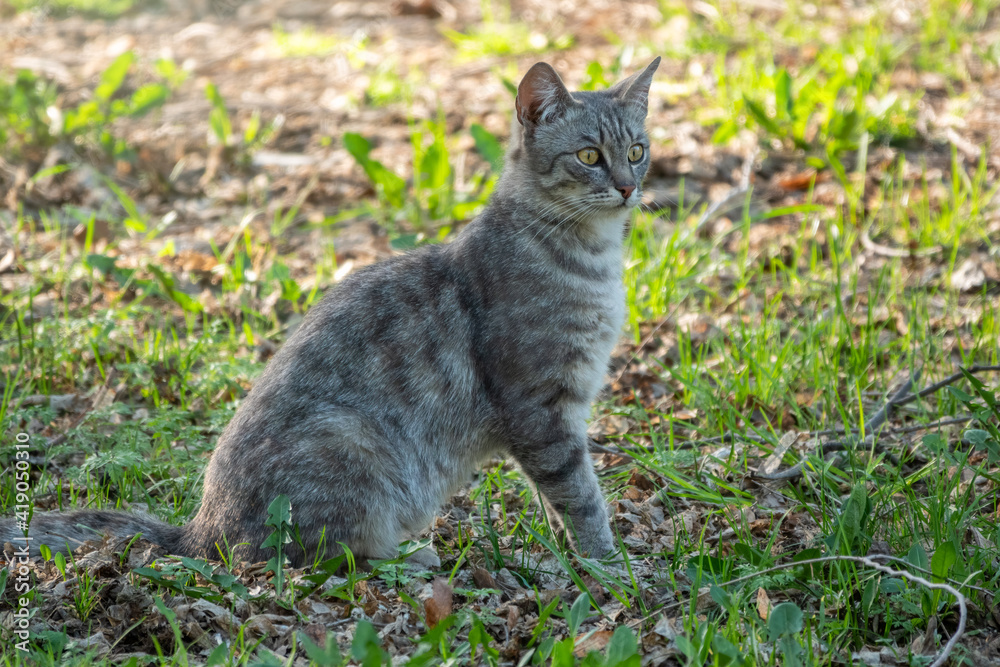Naklejka premium A beautiful fluffy gray cat sits on a green lawn in the sunset light