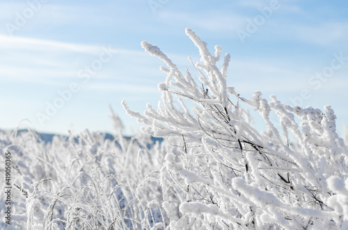 snow covered branches rime in Siberia