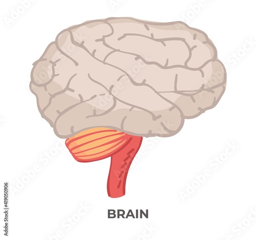 Brain organ, anatomy and biology lessons or study