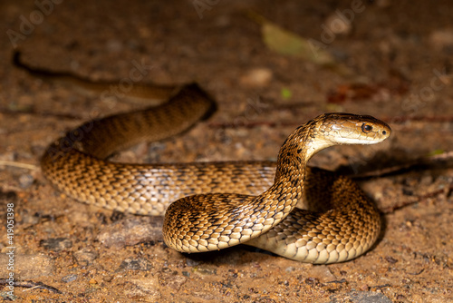 Rough-scaled Snake in striking position