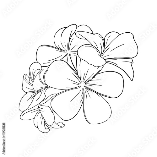 Frangipani or plumeria tropical blossom. Engraved hawaiian frangipani isolated in white background. Outline vector illustration