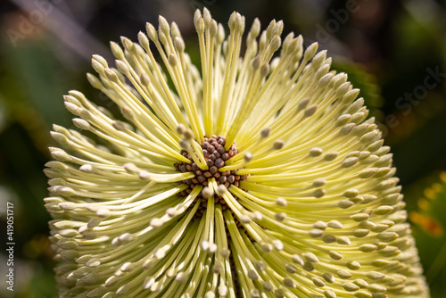 Close up of Wallum Banksia flower photo