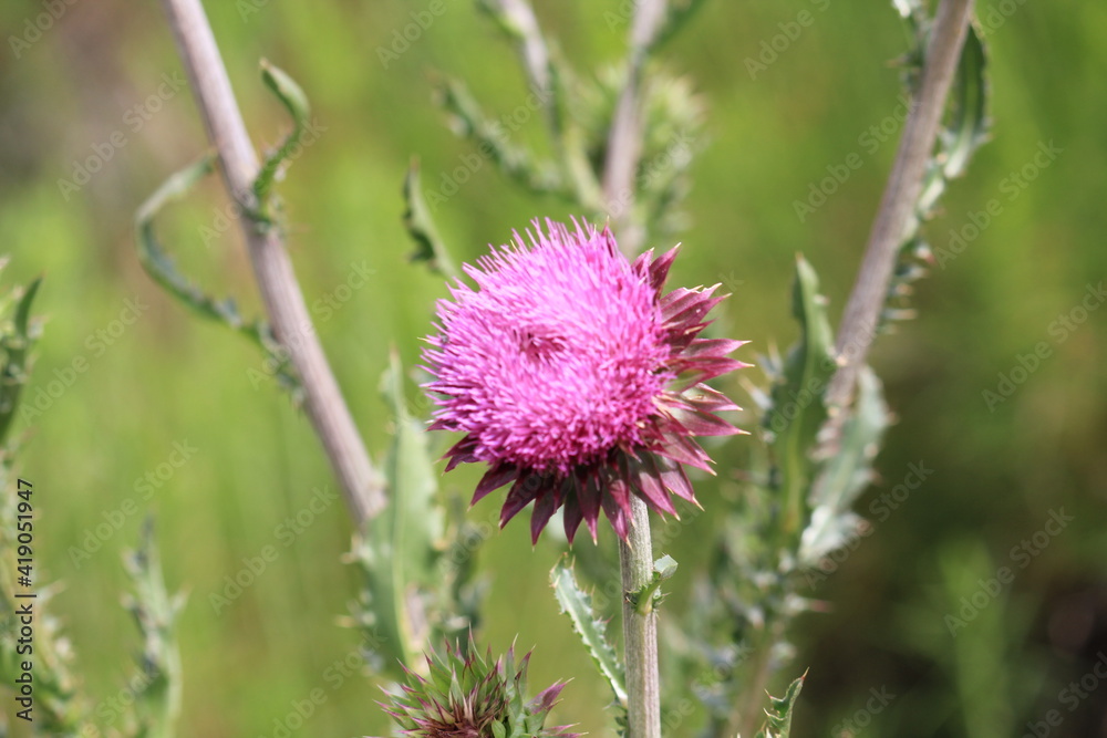 vibrant pink thistle flower in bloom vibrant pink thistle flower in bloom