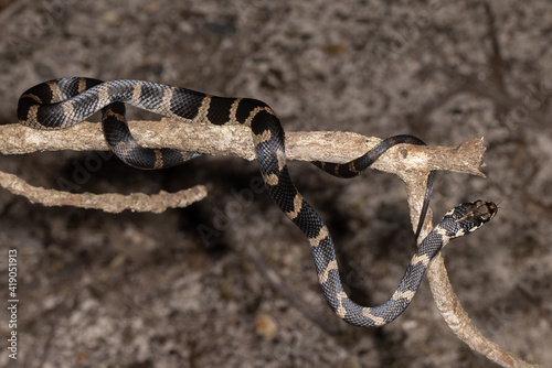 Stephens Banded Snake on tree branch photo