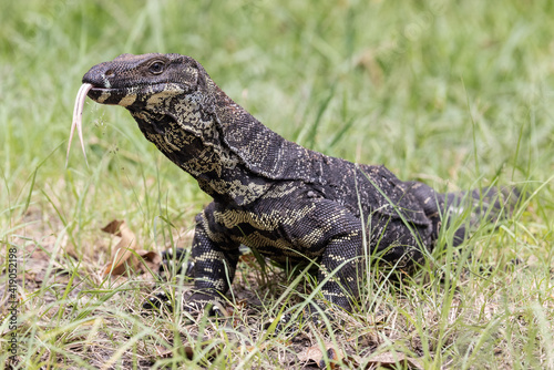 Fotografie Lace Monitor Lizard flickering it's tongue