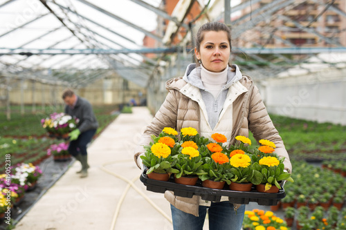 Fotografie, Obraz Portrait of young female floriculturist engaged in growing of ornamental potted