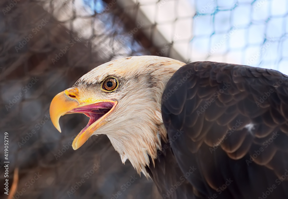 Obraz premium The head of a bald eagle. A bird of prey from the family of hawks with a white head, an open yellow beak and a red eye in profile