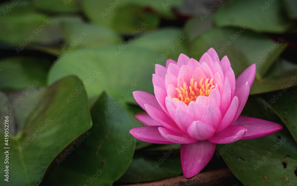 A beautiful pink waterlily or lotus flower in pond.
A beautiful pink waterlily or lotus flower in pond.