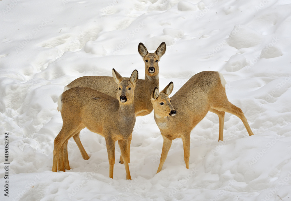 Young deer in the snow. Three Siberian roe deer stand in drifts of white snow, cute wild animals with red hair Young deer in the snow. Three Siberian roe deer stand in drifts of white snow, cute wild animals with red hair