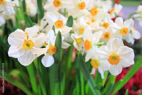 White narcissus daffodil in flower bed for early spring bulb cottage garden with copy space