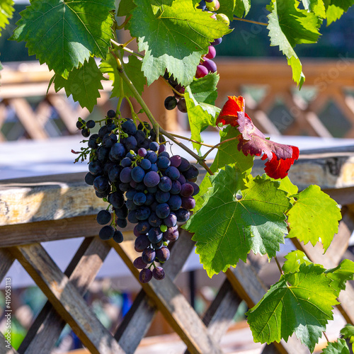 Autumn, grapes on the garden plot, in the morning sun, dechromation of leaves -a natural state in nature. photo