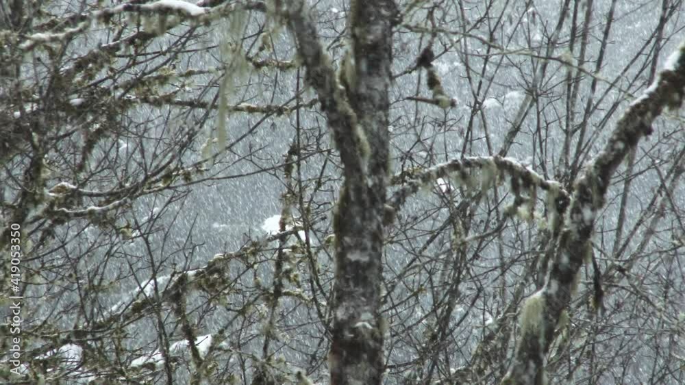 Winter snow falling slowly through dense forest camera panning shot. Winter snow falling slowly through dense forest camera panning shot.