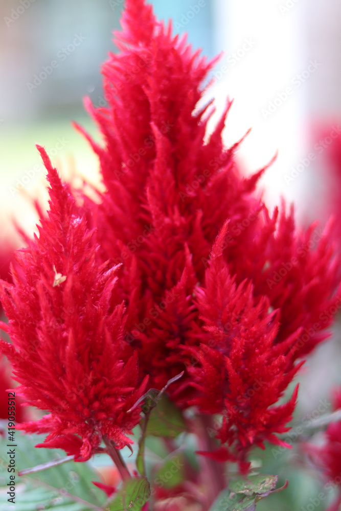 Blurred beautiful walpaper flower red in the garden. Blurred beautiful walpaper flower red in the garden.
