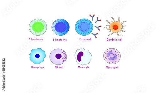Cells of the immune system [Innate and adaptive]