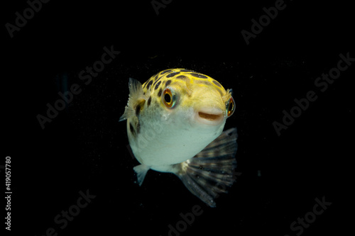 Spotted green pufferfish, tetraodon or Dichotomyctere nigroviridis on black background
