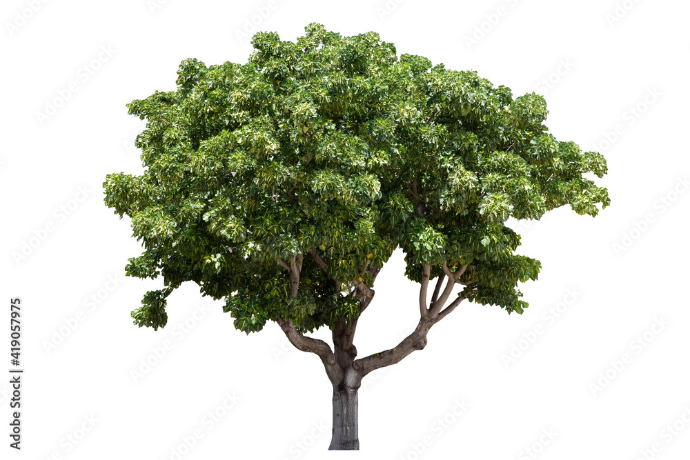 Tree isolated on white background, Green leaf foliage, Tropical trees are suitable for architectural design or Decoration.