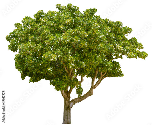 Tree isolated on white background  Green leaf foliage  Tropical trees are suitable for architectural design or Decoration.