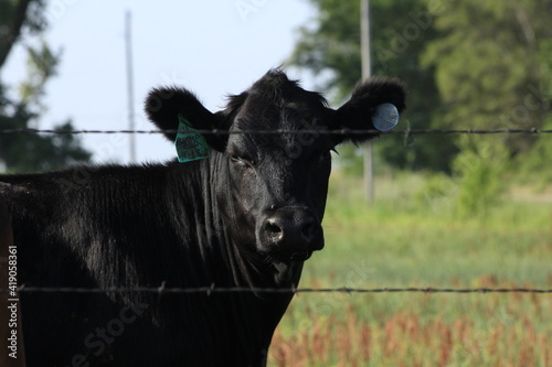 Kansas Black Angus cow in a pasture with grass and tree's  north of Hutchinson Kansas  USA out in the country.