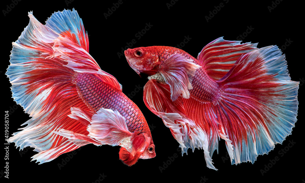 Beautiful movement of red betta fish, Two Fancy Halfmoon Betta, The moving moment beautiful of Siamese Fighting fish, Betta splendens, Rhythmic of Betta fish isolated on black background. Beautiful movement of red betta fish, Two Fancy Halfmoon Betta, The moving moment beautiful of Siamese Fighting fish, Betta splendens, Rhythmic of Betta fish isolated on black background.